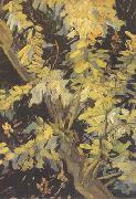 Blossoming Acaia Branches (nn04)